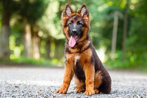 The temperament of a Miniature German Shepherd is very similar to that of a normal German Shepherd. Miniature German Shepherd puppies are bred to be an excellent companion or working dog. Its weight is 50 pounds, and its size ranges between 15 and 20 inches. The lifespan of the miniature German Shepherd is 9 to 13 years.